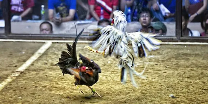 Bật mí những lợi ích đặc biệt mà đá gà OK8386 mang đến cho người chơi